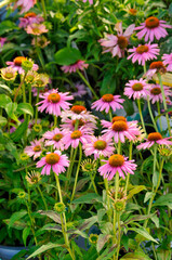 Pink Coneflowers Growing In The Garden In Summer