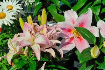 Obraz premium Tiger Lily Flowers And Bulbs In The Garden In Summer