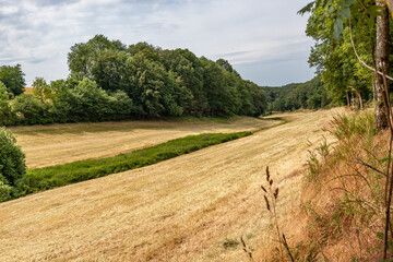 Fototapeta na wymiar Open plain for agriculture with lush trees in nature reserve in background, dry session due to climate change, hiking trail Wallfhärte Weidingen to Utscheid, yellow grass, sunny summer day in Germany