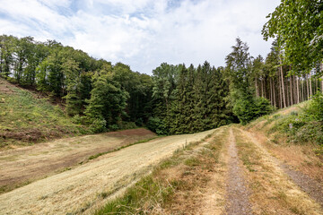 Fototapeta na wymiar Wallfhärte Weidingen hiking trail in direction of Utscheid, open land for agriculture, huge leafy trees of nature reserve in background, dry yellow grass, sunny summer day in Germany