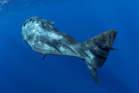 Underwater shot of a huge sperm whale tail