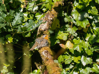 Juvenile robin, young European robin aka Erithacus rubecula. Still fluffy.