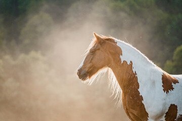 Spotted pinto horse in the evening pasture. Brown and white spots. - obrazy, fototapety, plakaty