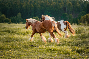 Spotted pinto and chestnut gipsy horse in the evening pasture. Brown and white spots.