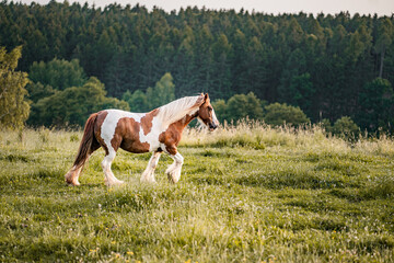 Spotted pinto horse in the evening pasture. Brown and white spots.