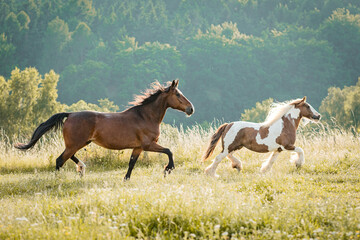 Obraz na płótnie Canvas Running group of horses on summer evening pasture paddock.