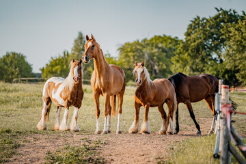 Group of looking horses on summer evening pasture paddock.