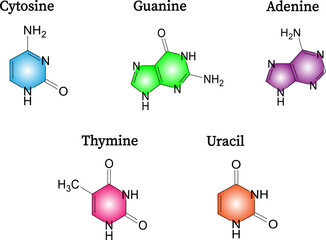 Chemical structure of nucleotides : adenine ,cytosine ,guanine thymine. Vector illustration