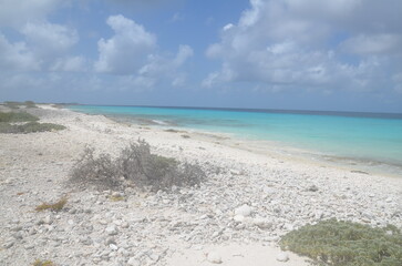 white sand beach with dry plants and the blue caribbean sea at of Bonaire