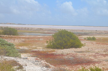 colorful plants at the white sandy beach of Bonaire