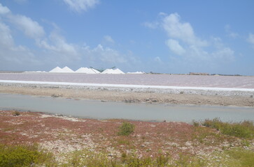 river with plants on the shore and the saline of Bonaire in background