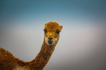 Cute and funny vicuna in the high alpine Andes of Ecuador at about 4700m on the way to the Edward Whymper refuge at the Chimborazo