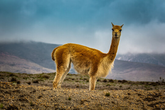 Adorable furry vicuna or vicuña in the high alpine Andes of Ecuador at about 4700m on the way to the Edward Whymper refuge at the Chimborazo	vulcano