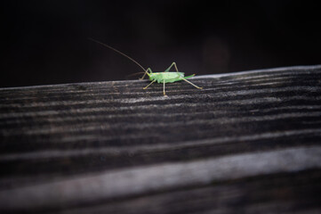 Green grasshopper on a wooden bench.