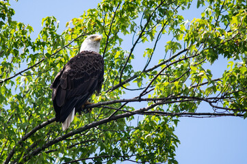 American Bald Eagle in a tree.