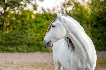 Majestic white grey spanish andalusian iberian horse stallion on golden hour.