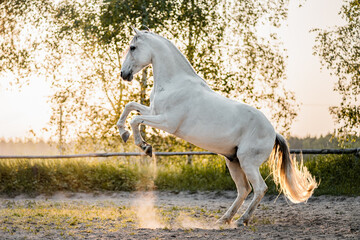 Fototapeta na wymiar Majestic white grey spanish andalusian iberian horse stallion on golden hour.