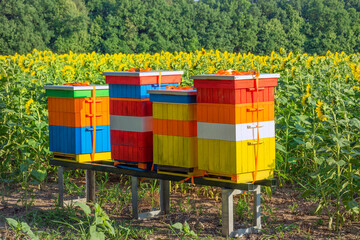 Colorful beehives stand in sunflowers.