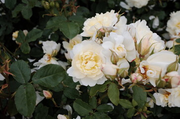 rosebush in the rose garden 