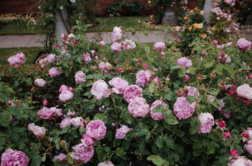 Fototapeta na wymiar rosebush in the rose garden 