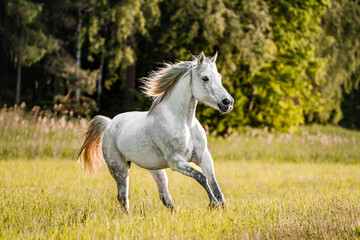 Obraz na płótnie Canvas Majestic grey white horse stallion mare on gallopping on grass pasture.