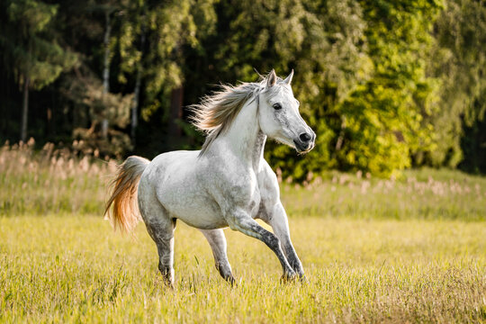 Majestic grey white horse stallion mare on gallopping on grass pasture.