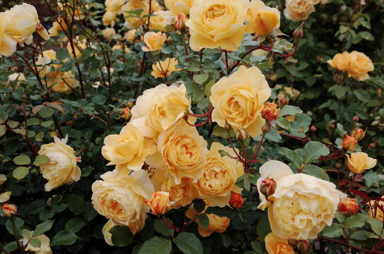 rosebush in the rose garden © YOUNGMI