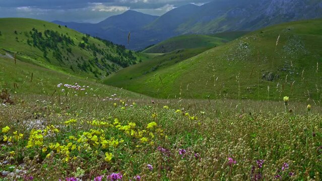 Flowery meadows and hills in the Gran Sasso and Monti della Laga National Park. The clouds draw dark light between the hills. Gran Sasso and Monti della Laga National Park, Abruzzo, Italy, Europe