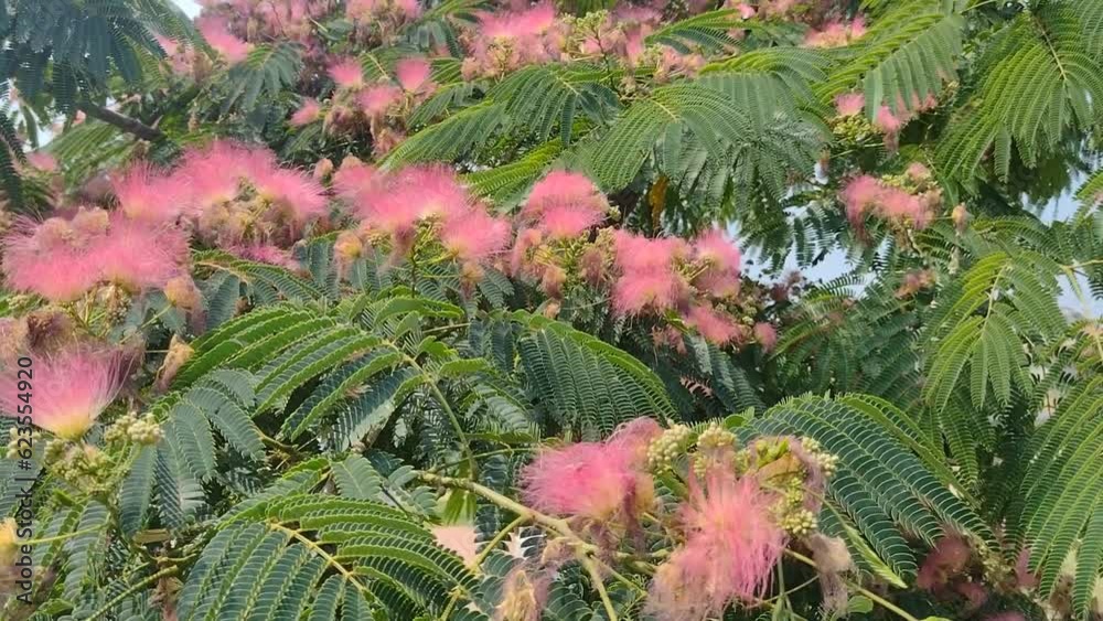 Wall mural Mimosa tree with flowers in Romania. Albizia julibrissin