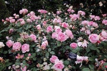 rosebush in the rose garden 