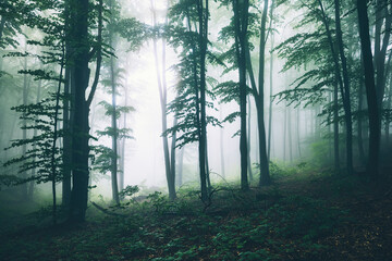 Big green tree and fog in the misty green forest