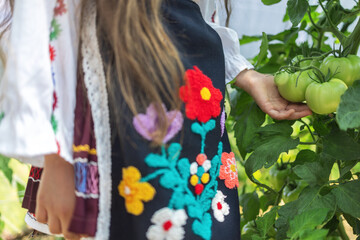 Bulgarian girl farmer in embroidery folklore costume,  hands and organic tomato vegetable plants in a garden greenhouse. Gardening and farming in Bulgaria..