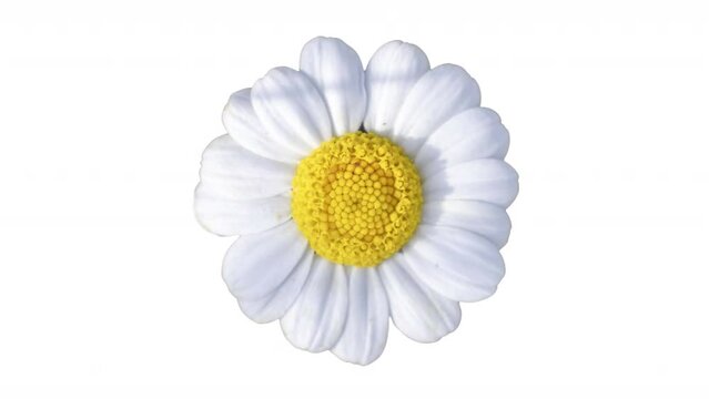 daisy flower cutout