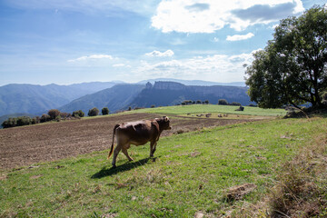 cow in a green meadows next to the mountains in Catalonia, Spain