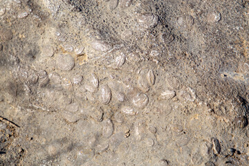 fossilized seeds in a rock