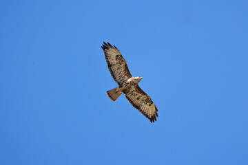 Bird of prey Common Buzzard, Buteo buteo with open wings flying in sky