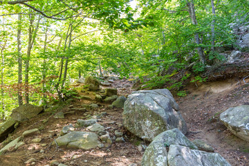 path in the middle of the forest with big green trees