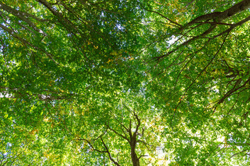 tree leaves seen from below in the middle of the forest in a natural park, tree branches seen from below