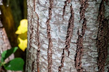 tree bark photographed in the forest