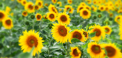 closeup of a blurred sunflower field in summer time with bright yellow and green colors, concept banner background for environment, agriculture and floral beauty