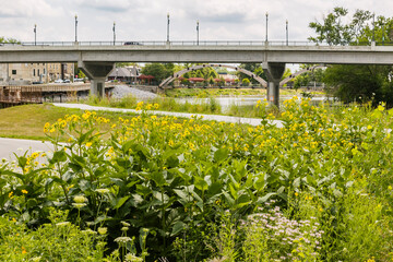 Native plants in a rain garden along a pedestrian trail along a river with a highway bridge and...
