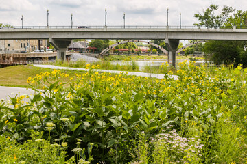 Native plants in a rain garden along a pedestrian trail along a river with a highway bridge and pedestrian bridge in the distance.