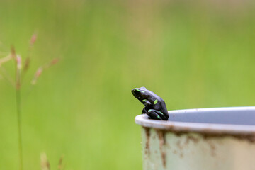 Dendrobates auratus ou sapo verde e preto é uma espécie de anfíbio anuro da família Dendrobatidae muito comum no chão da floresta da América Central