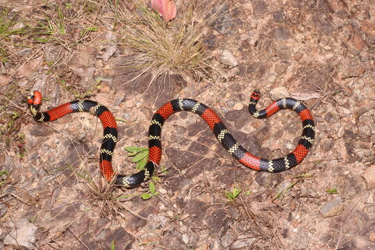 Cobra-coral (Micrurus altirostris)