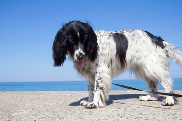 Pretty black and white Spaniel dog stands on sea wall looking away from the sea and sky at something she can see on the ground.