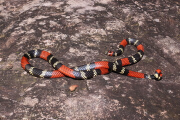 Cobra-coral (Micrurus altirostris)