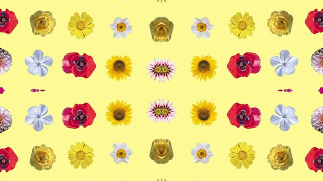 sequence of different flowers