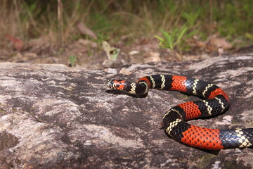 Cobra-coral (Micrurus altirostris)