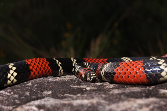 Cobra-coral (Micrurus altirostris)