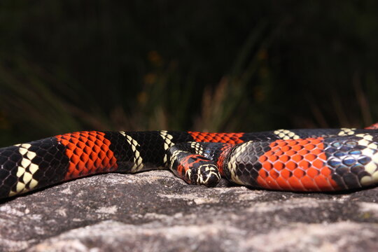 Cobra-coral (Micrurus altirostris)